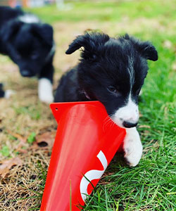 Ash Collie Puppy Dog Training and Agility Training in Townsend, DE