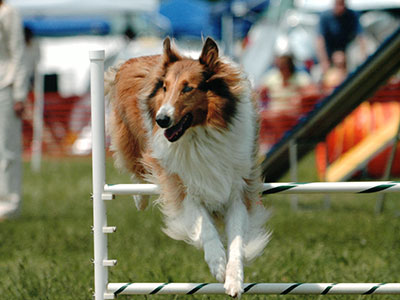 Dog Agility Training - dog jumping in Townsend, DE
