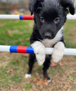 Eevee Collie Puppy Dog Training and Agility Training in Townsend, DE