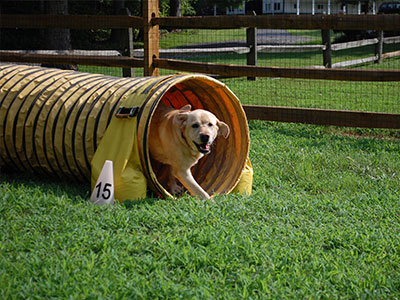 Nana running in dog agility training course in Townsend, DE
