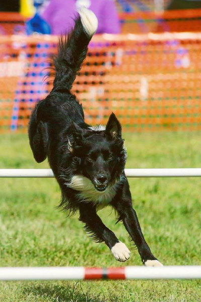 Picture of Neo doing a dog agility training exercise in Townsend, DE