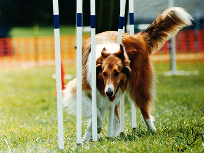 Scottish Collie Shiloh weaving through weave poles doing a dog agility training course in Townsend, DE