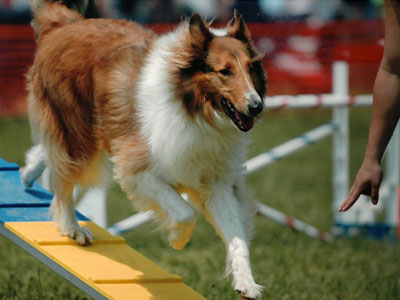 Shiloh, Scottish Collie, Dog Agility Training Townsend, DE