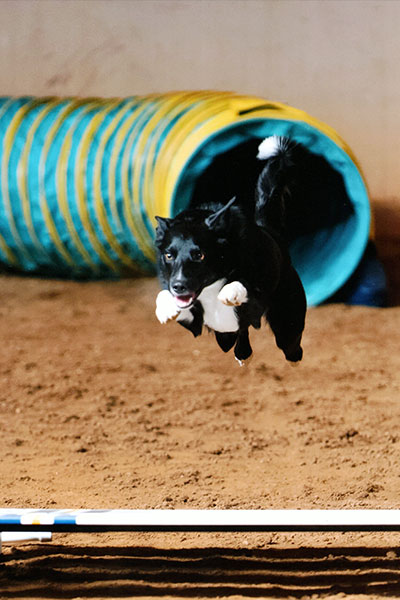 Tek Dog Jumping in Dog Agility Training in Townsend, DE