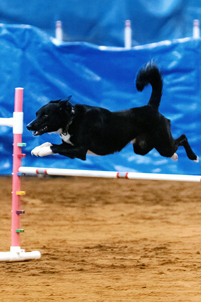 Tek, Border Collie, Jumping in Dog Agility Training Course in Townsend, DE