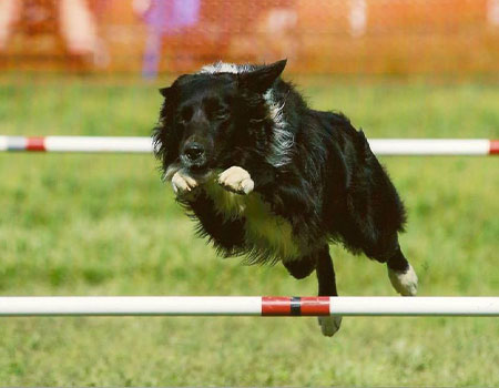 dog jumping in agility course Townsend, DE